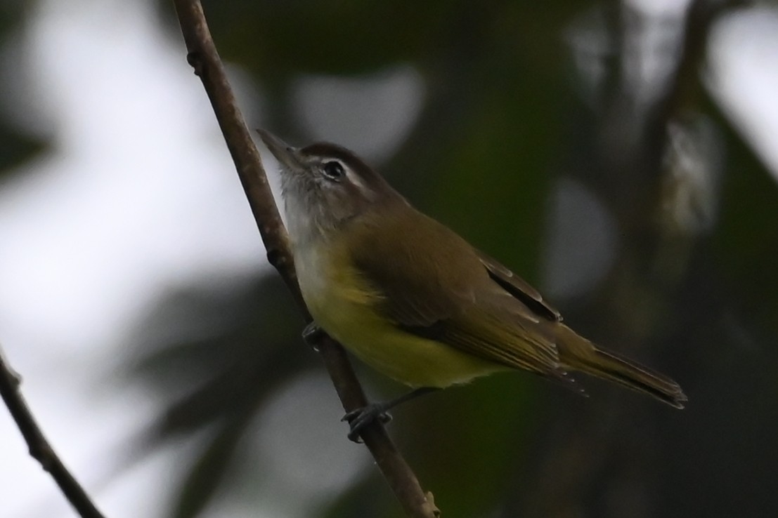 Brown-capped Vireo - ML646350143