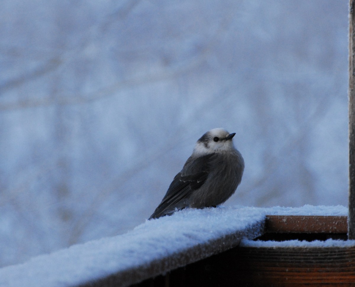 Canada Jay - ML646350144