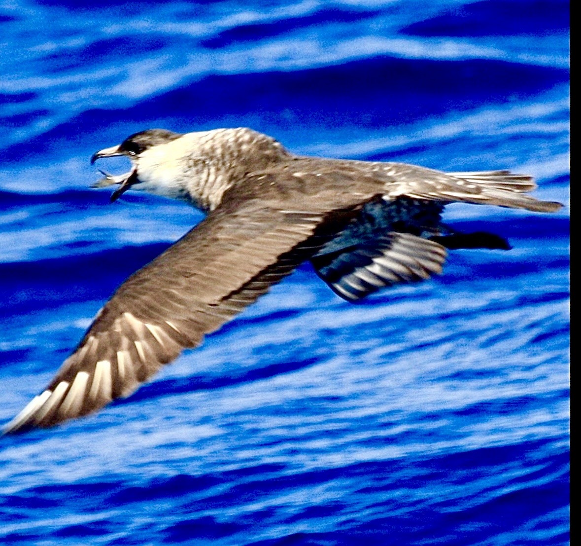 Stercorario mezzano - ML646350146