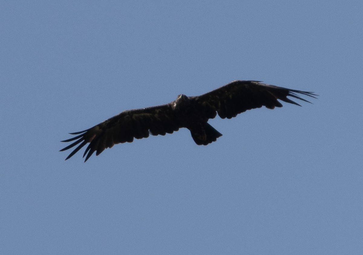 Greater Spotted Eagle - ML646350147