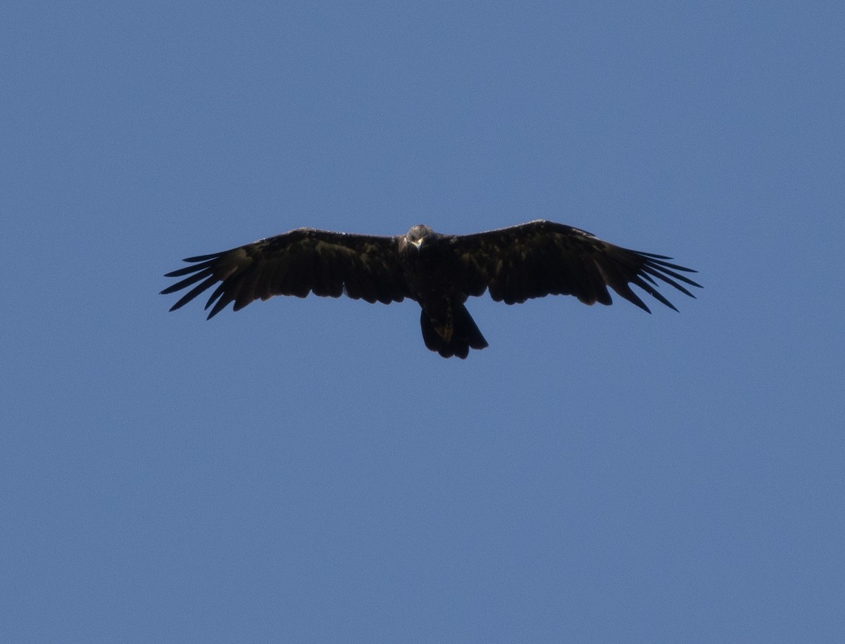 Greater Spotted Eagle - ML646350148