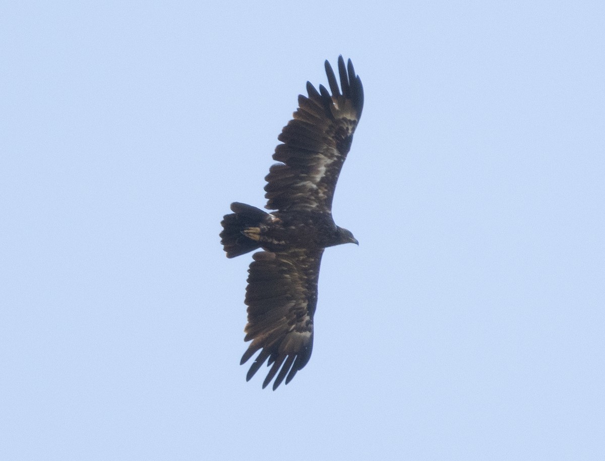 Greater Spotted Eagle - ML646350149