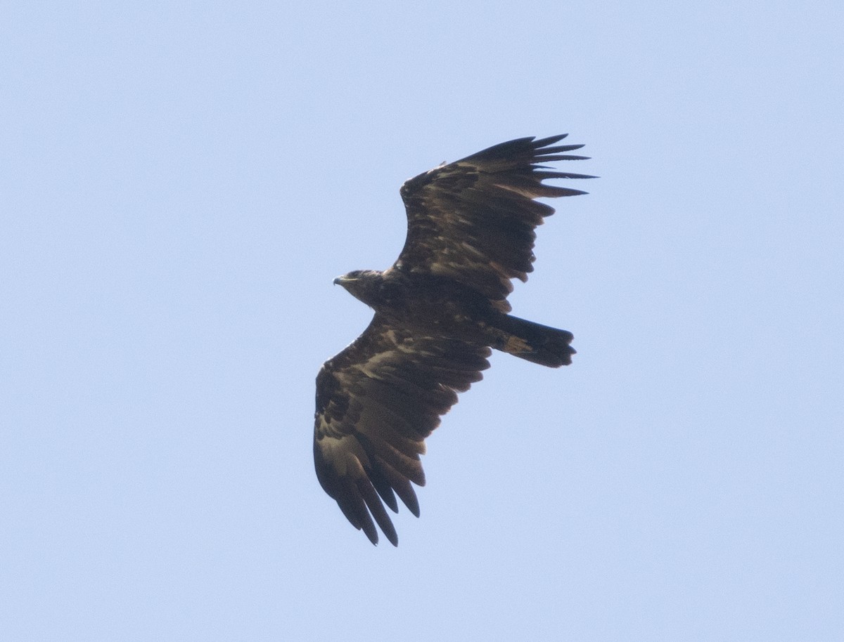 Greater Spotted Eagle - ML646350158