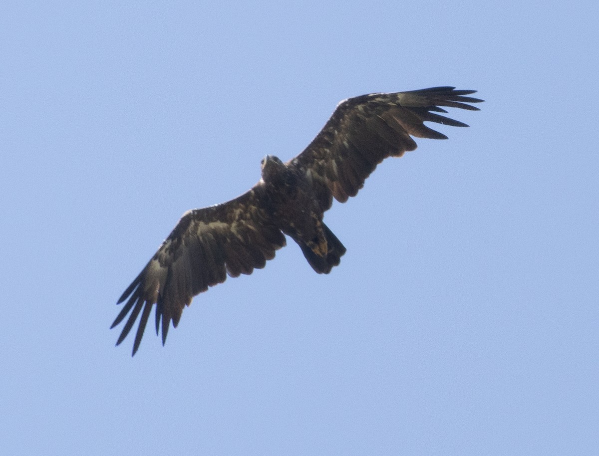 Greater Spotted Eagle - ML646350159