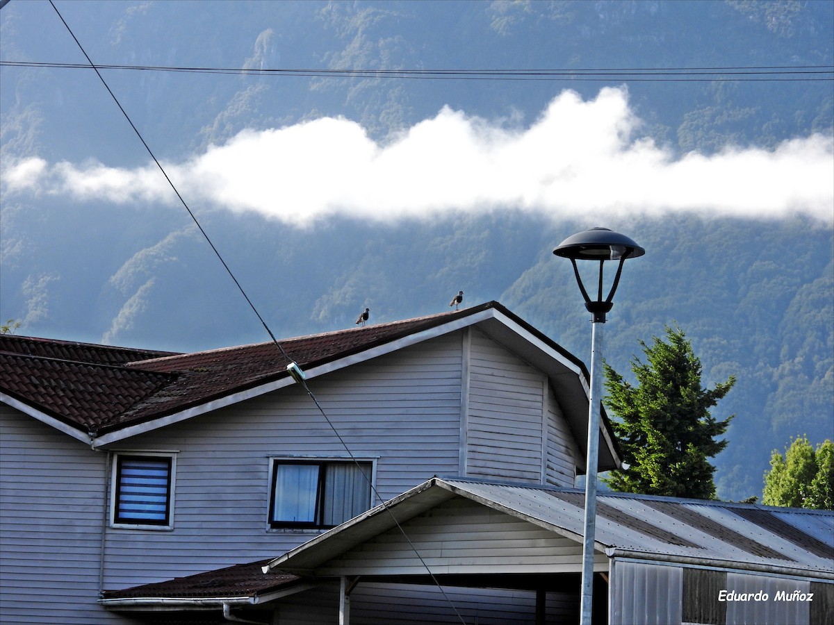 Southern Lapwing - ML646350163