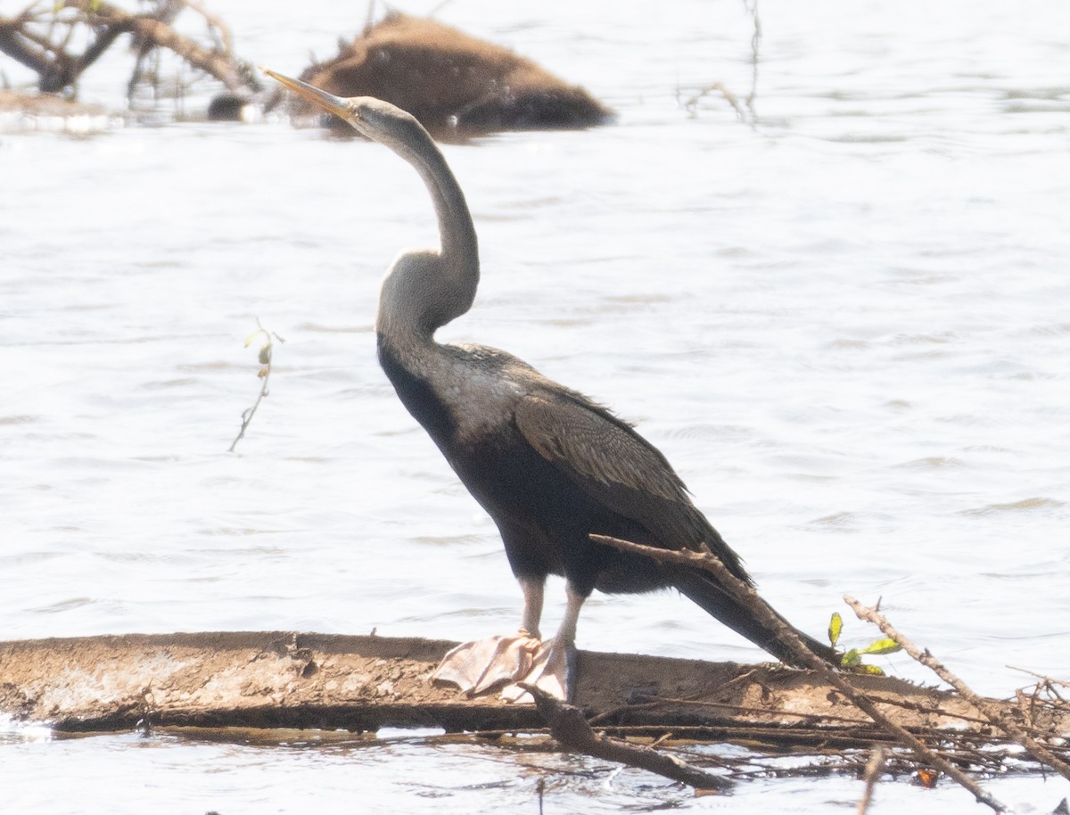 Oriental Darter - ML646350164