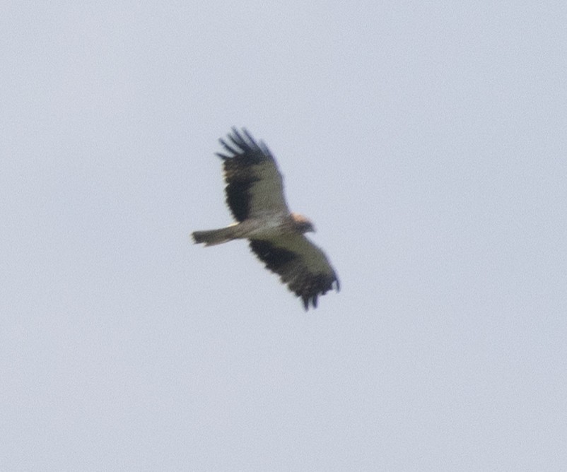 Booted Eagle - ML646350173