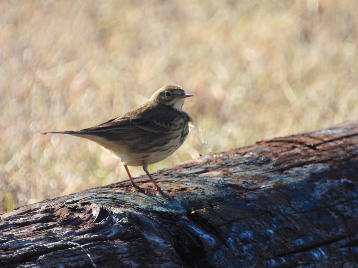 American Pipit - ML646350175
