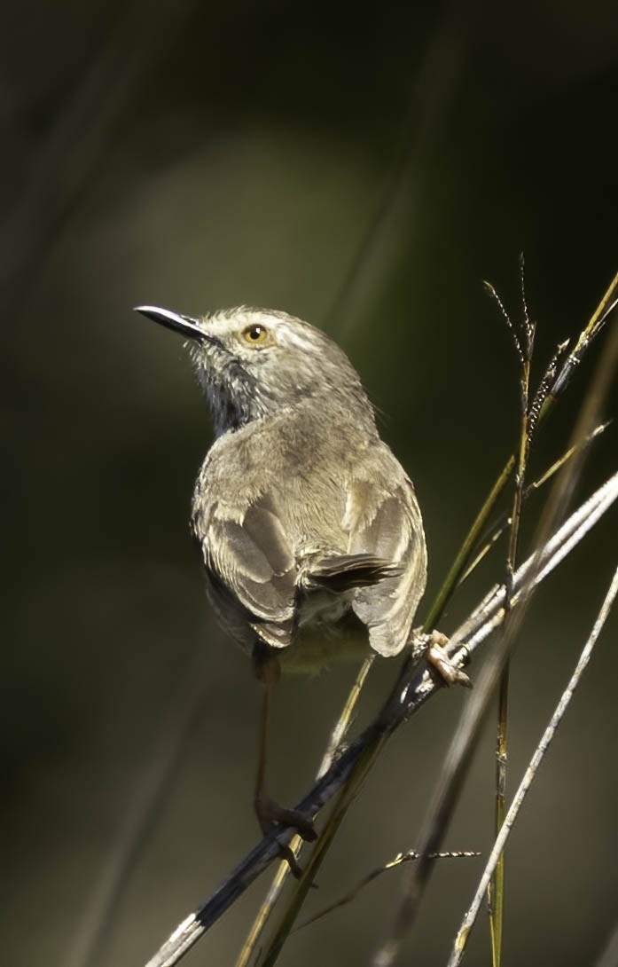 Karoo Prinia - ML646350176