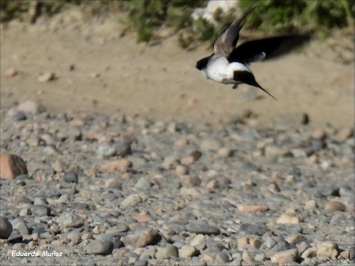 Chilean Swallow - ML646350180