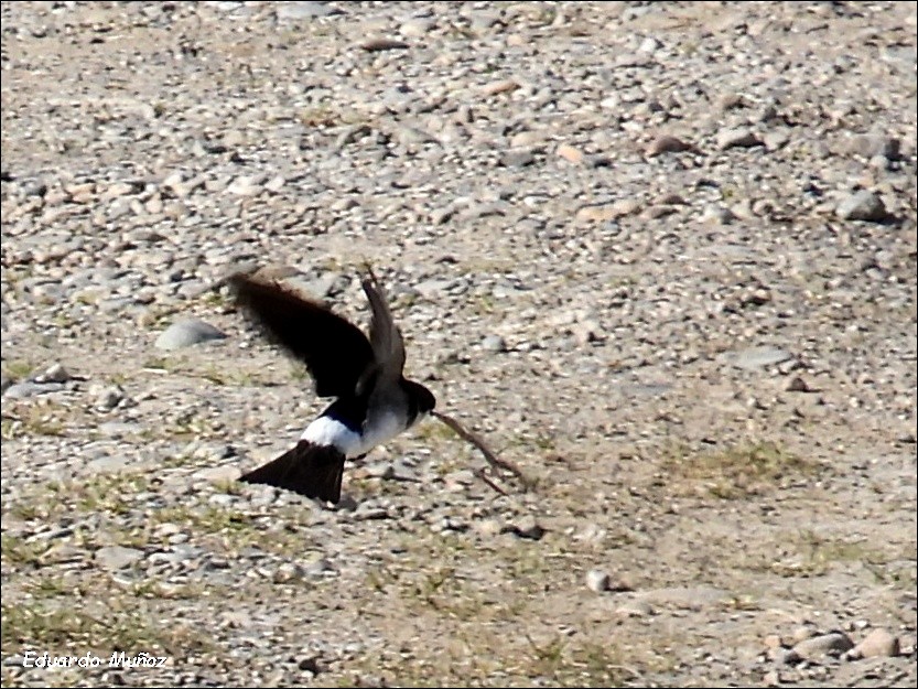 Chilean Swallow - ML646350181
