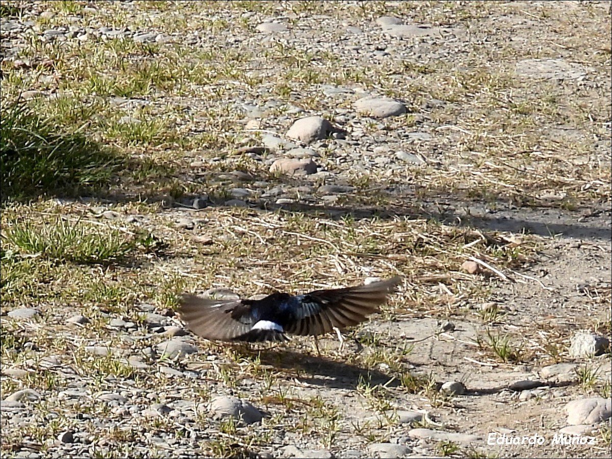 Chilean Swallow - ML646350182