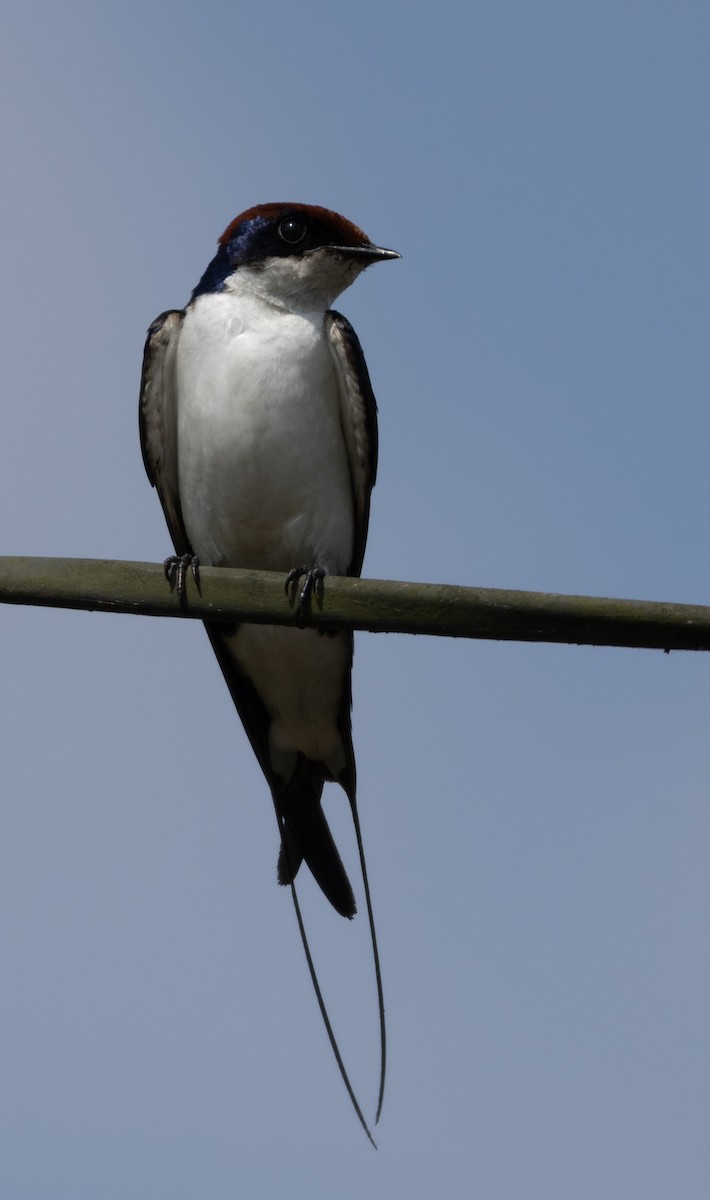 Wire-tailed Swallow - ML646350183