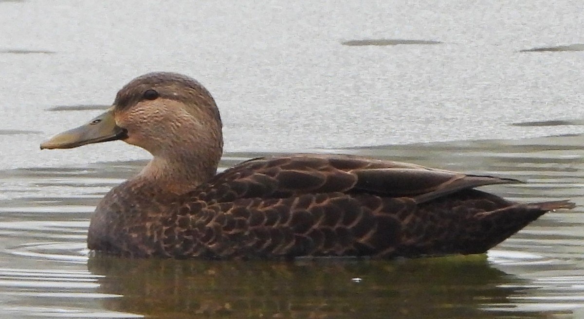 American Black Duck - ML646350184