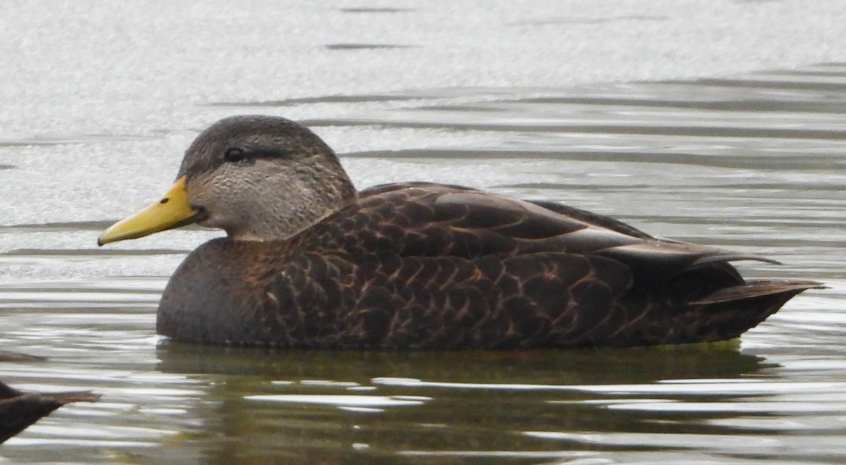 American Black Duck - ML646350185