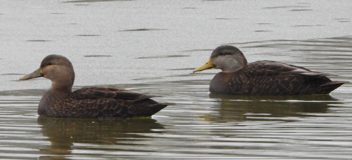 American Black Duck - ML646350186