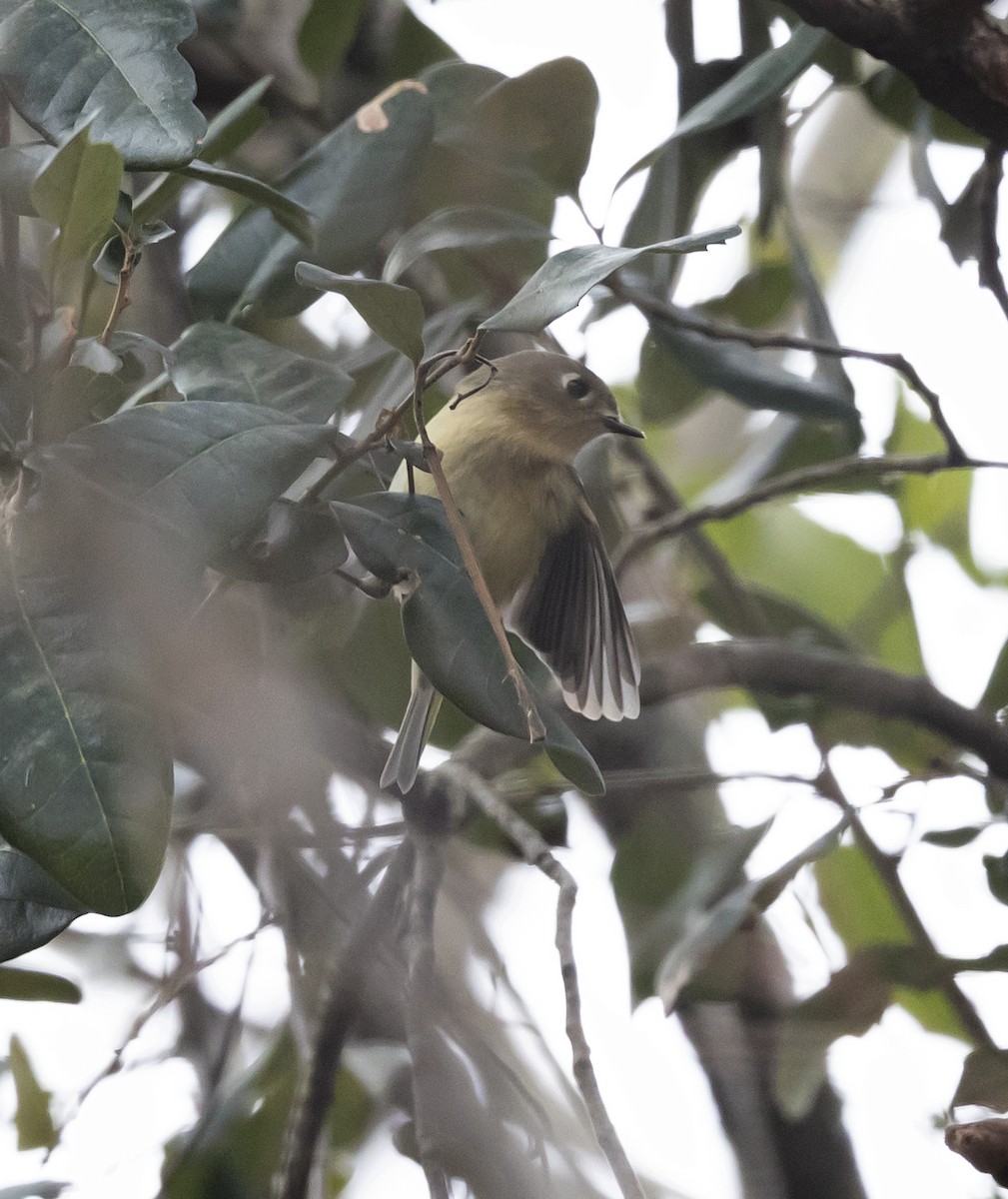 Reyezuelo Rubí - ML646350187