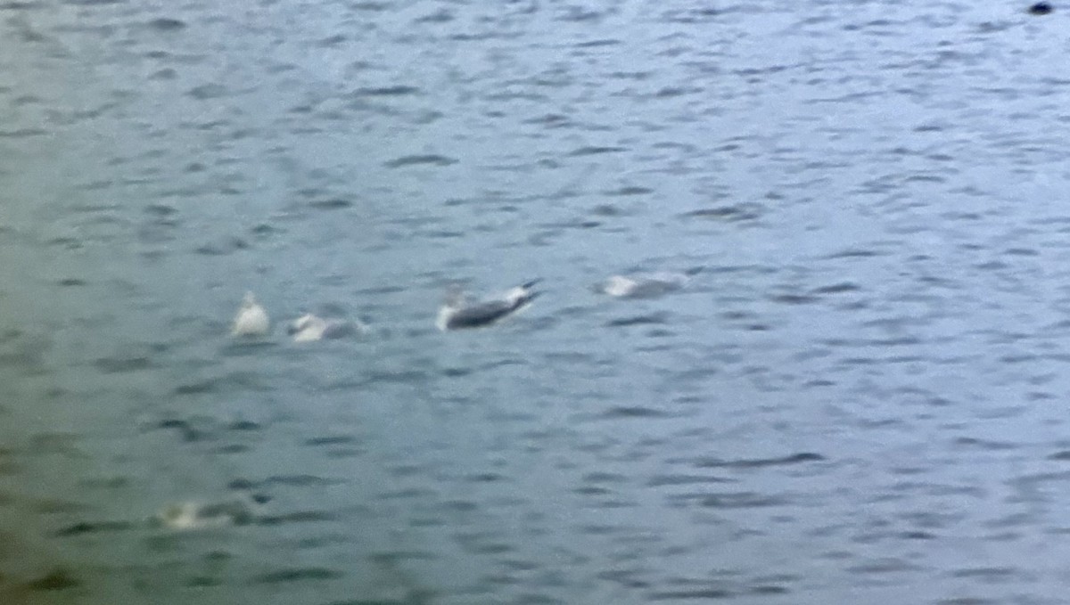 Zafferano - ML646350188