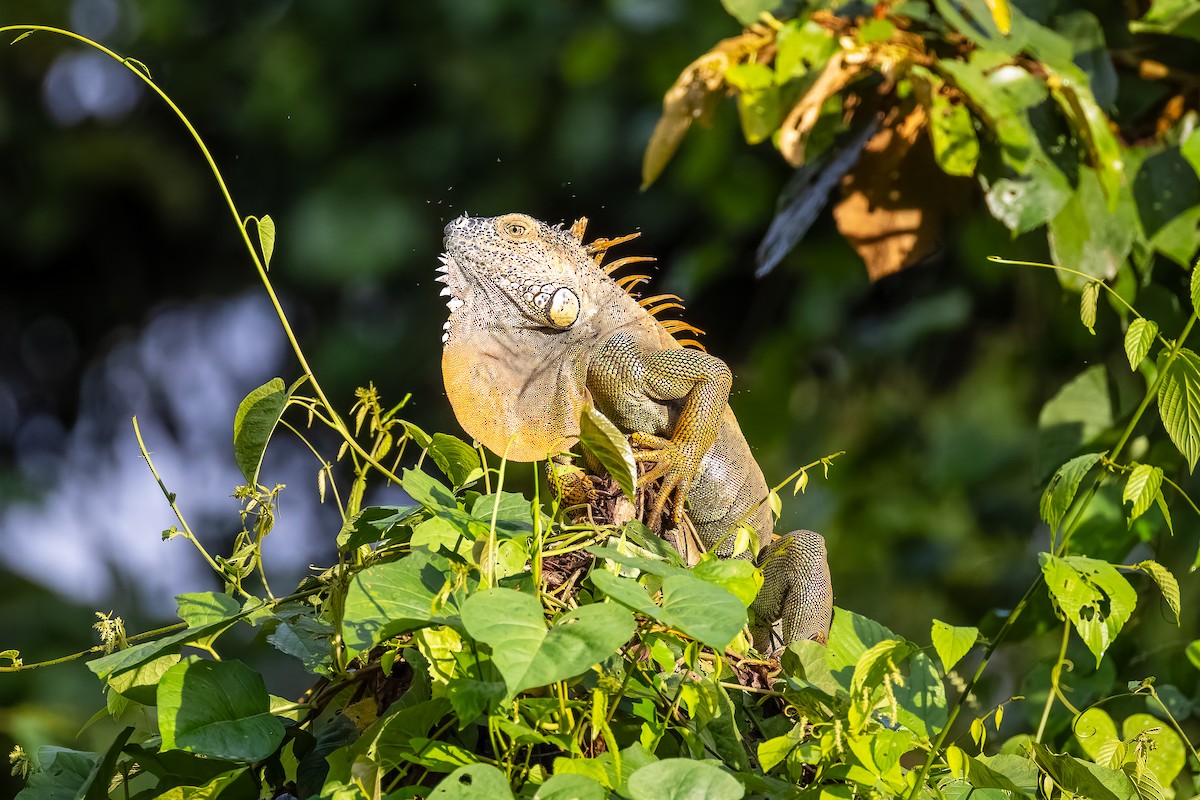 綠鬣蜥 - ML646350189