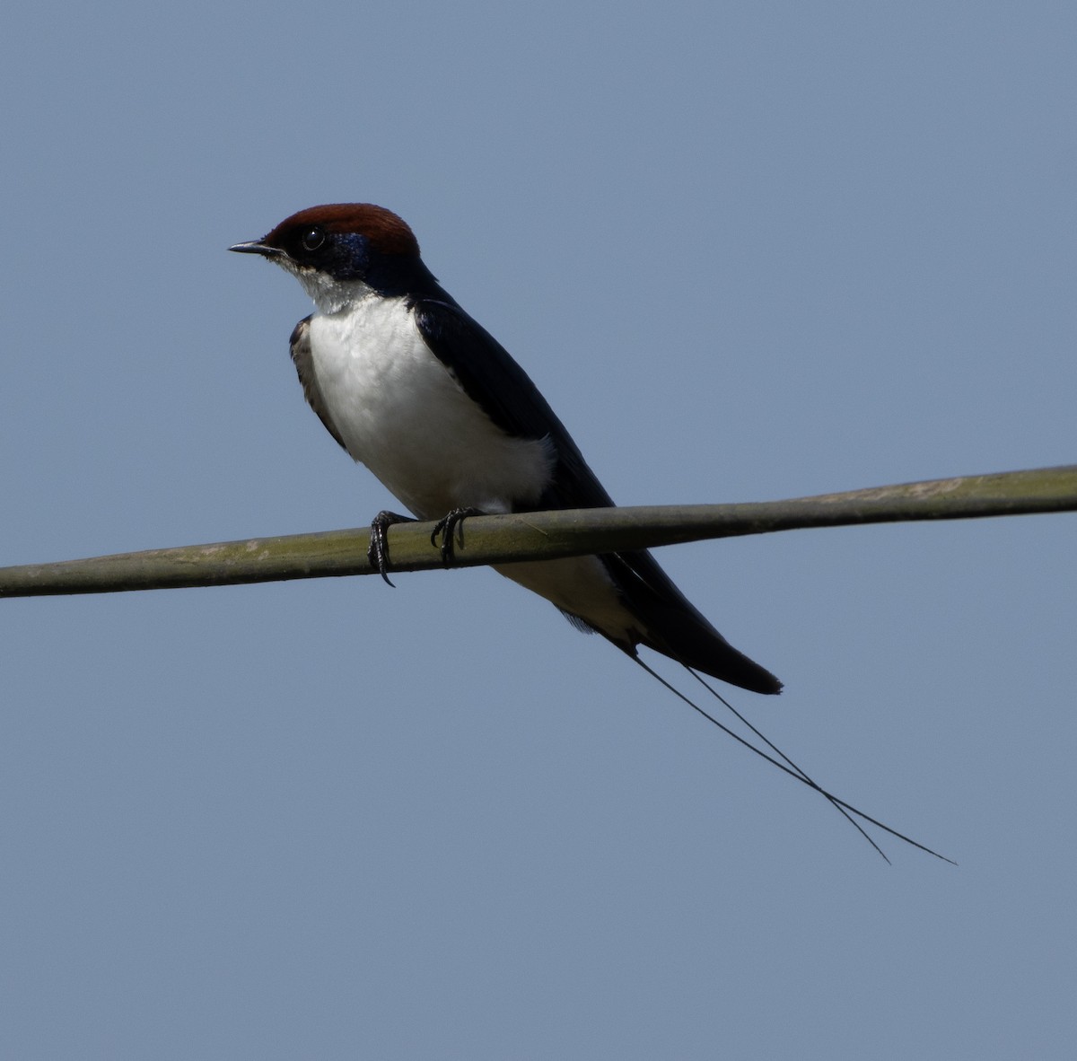 Wire-tailed Swallow - ML646350192