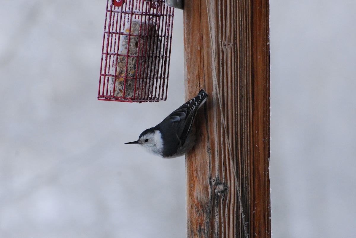 White-breasted Nuthatch - ML646350197