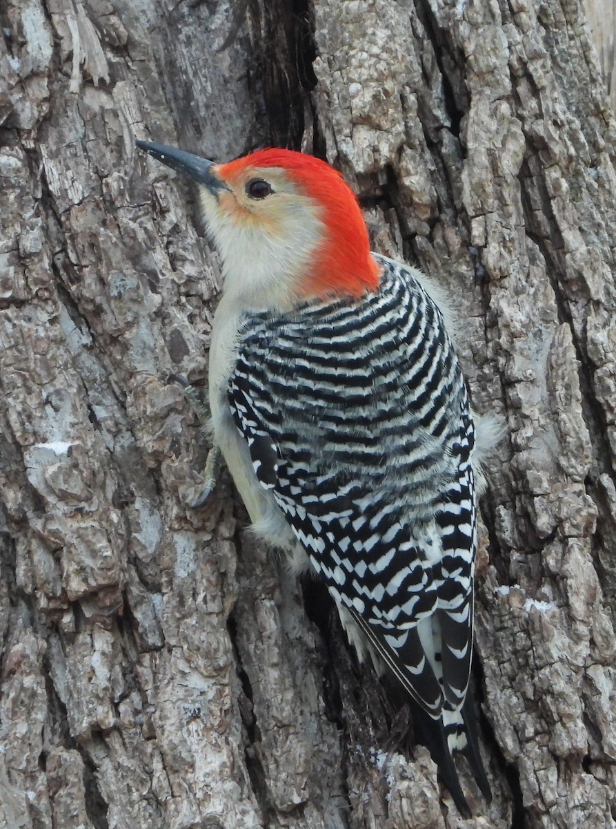 Pic à ventre roux - ML646350198