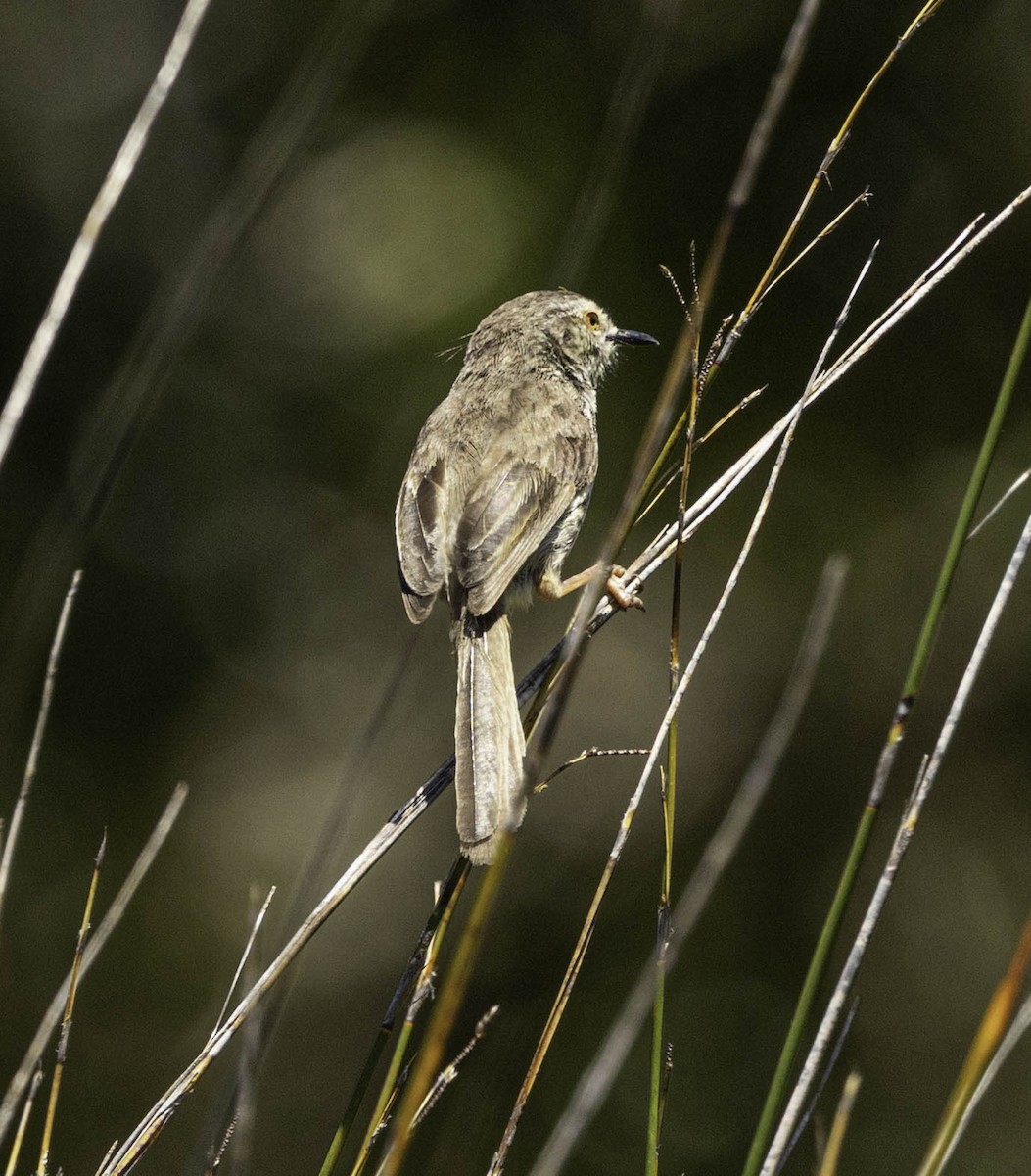 Karoo Prinia - ML646350199