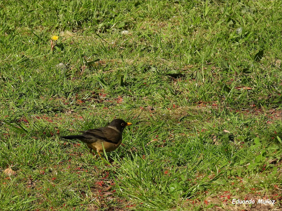 Austral Thrush - ML646350200