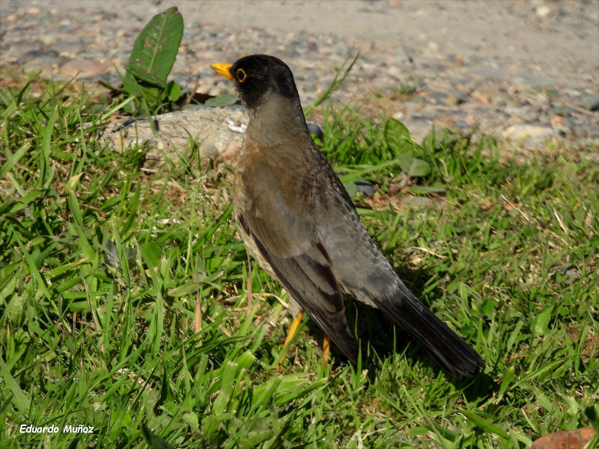 Austral Thrush - ML646350201
