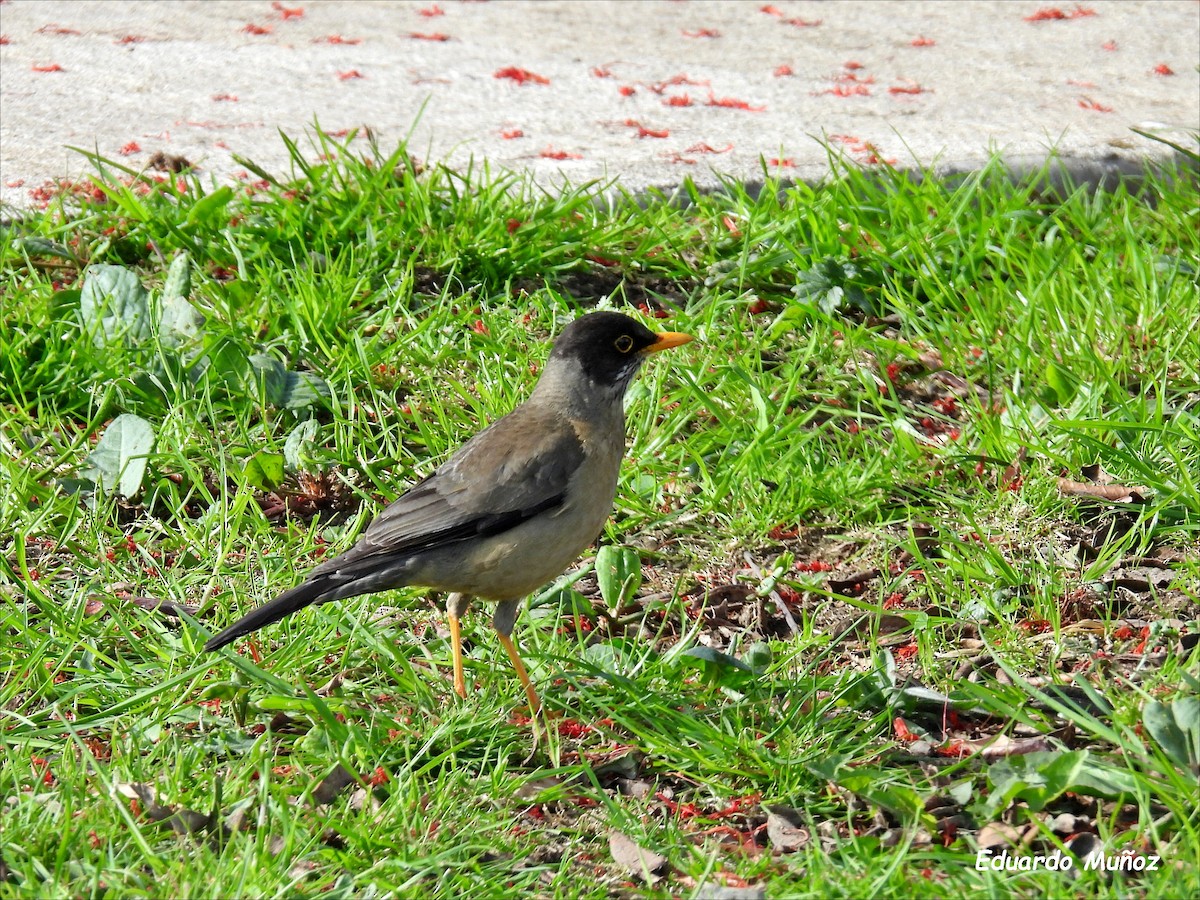 Austral Thrush - ML646350202