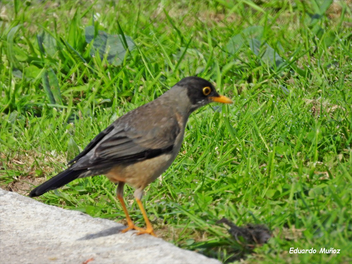 Austral Thrush - ML646350203