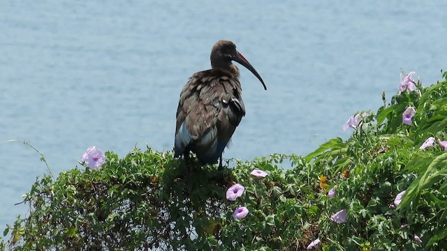 ibis hagedaš - ML646350204