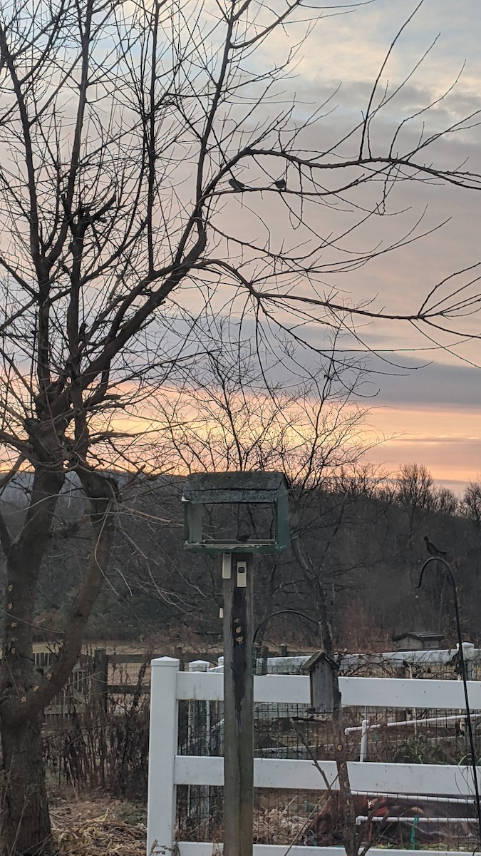 Tufted Titmouse - ML646350205