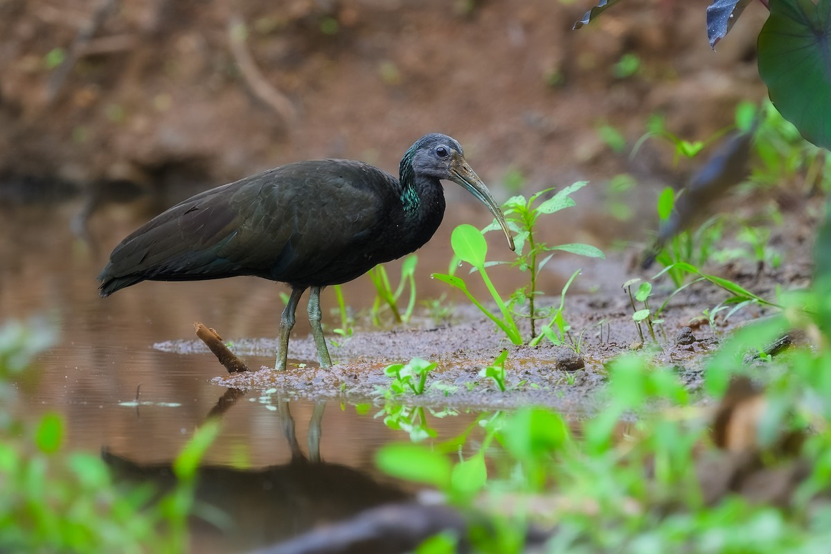 Green Ibis - ML646350206