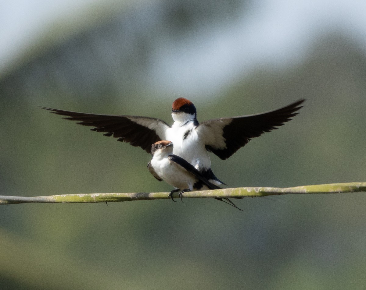 Wire-tailed Swallow - ML646350207