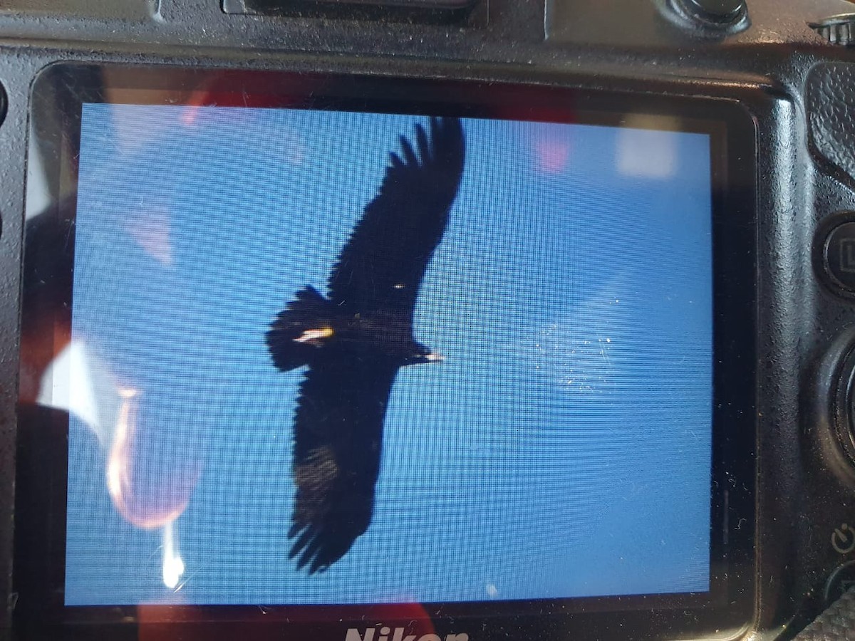 Cinereous Vulture - ML646350208