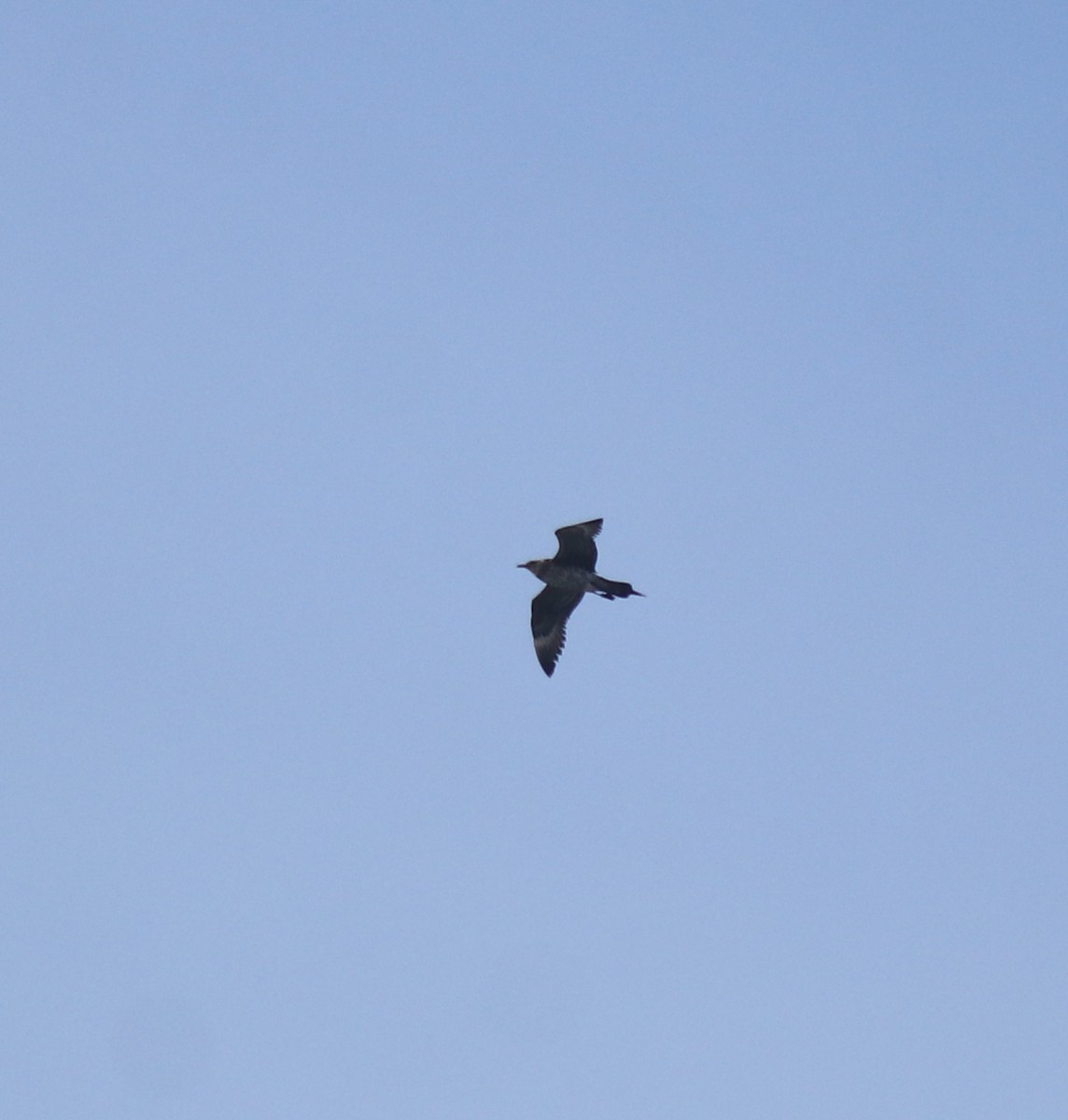 chaluha příživná - ML646350211