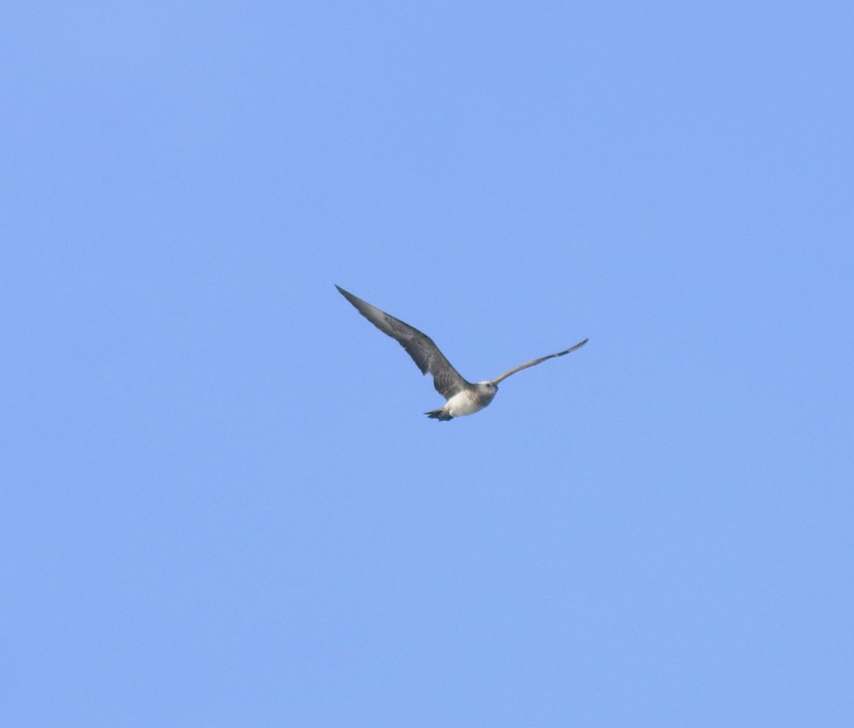 chaluha příživná - ML646350213