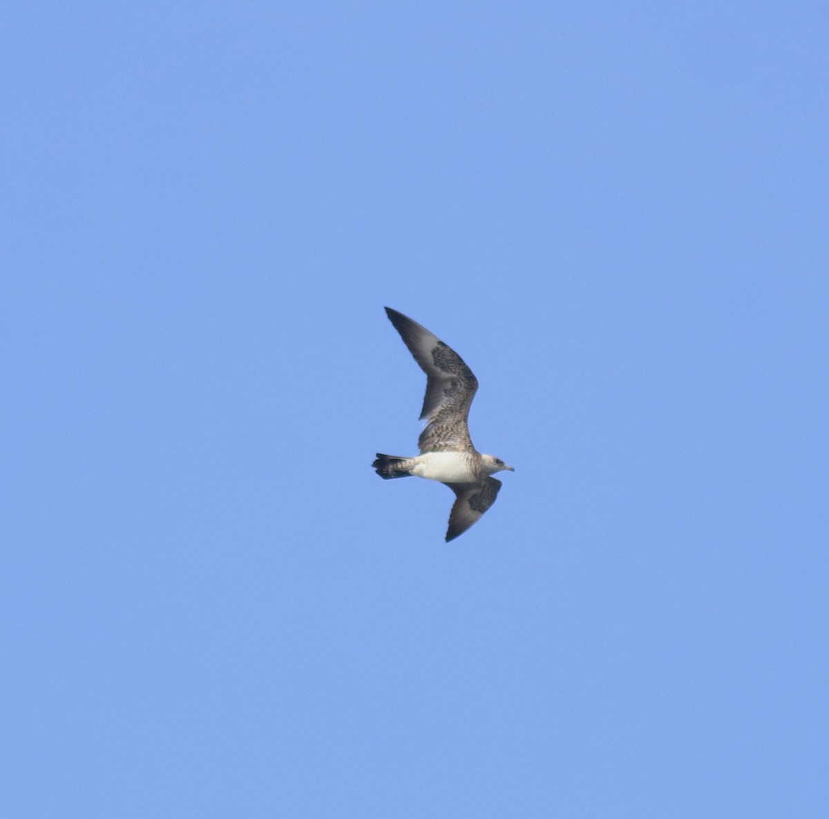 chaluha příživná - ML646350215