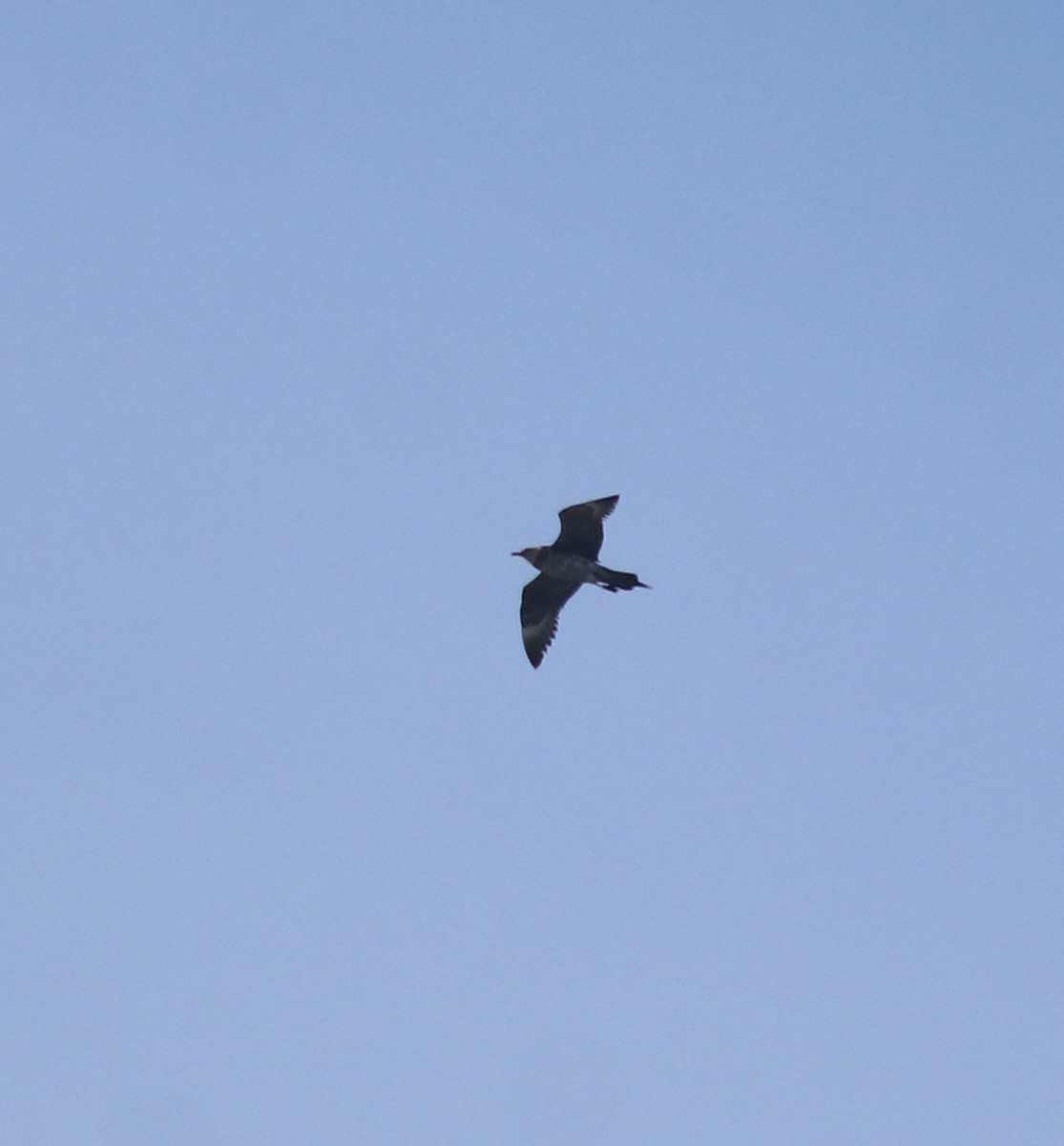 Págalo Parásito - ML646350218