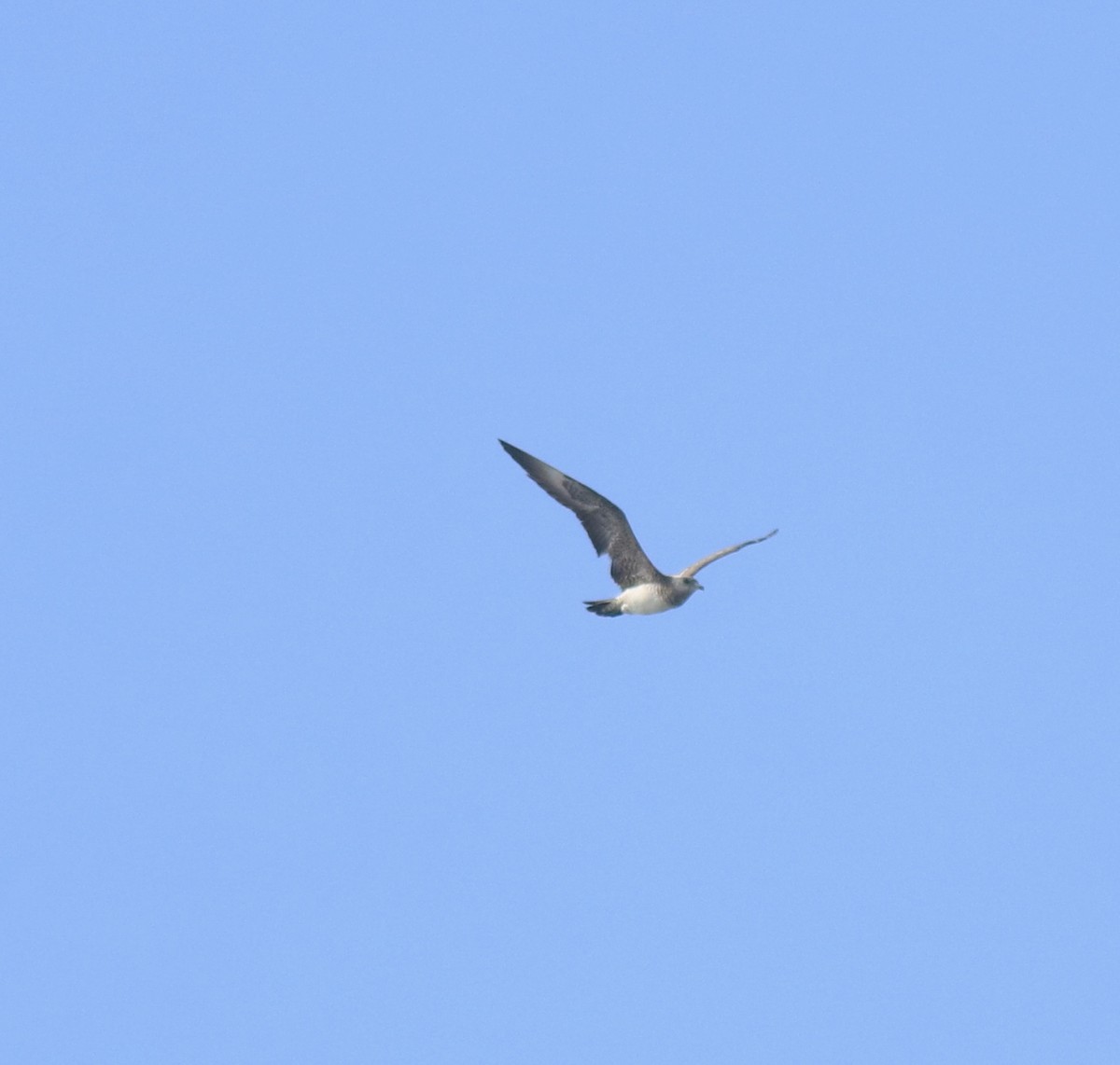 Págalo Parásito - ML646350219