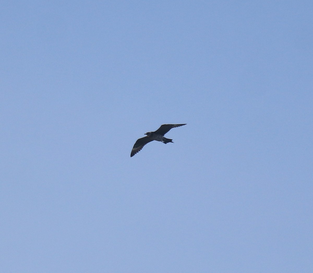 Págalo Parásito - ML646350221