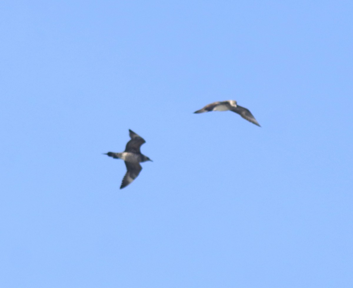 Págalo Parásito - ML646350223