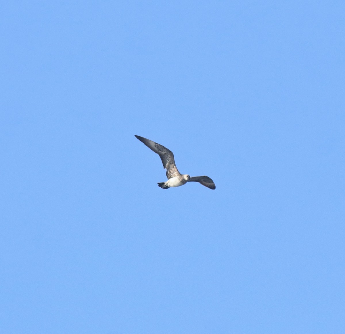 Págalo Parásito - ML646350224