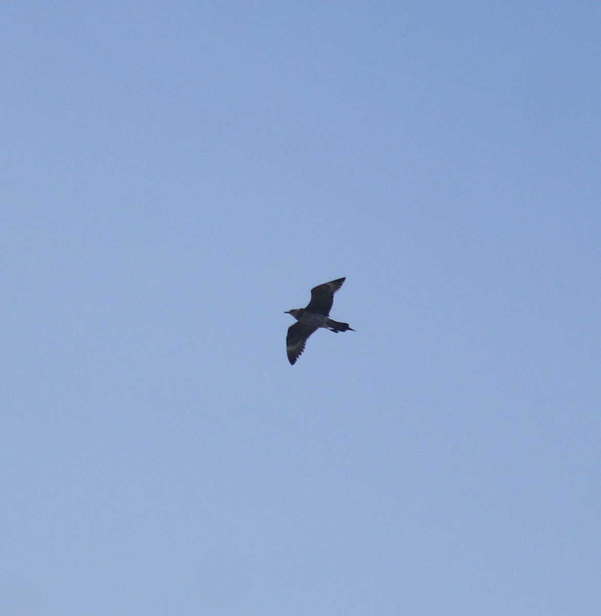 Págalo Parásito - ML646350225