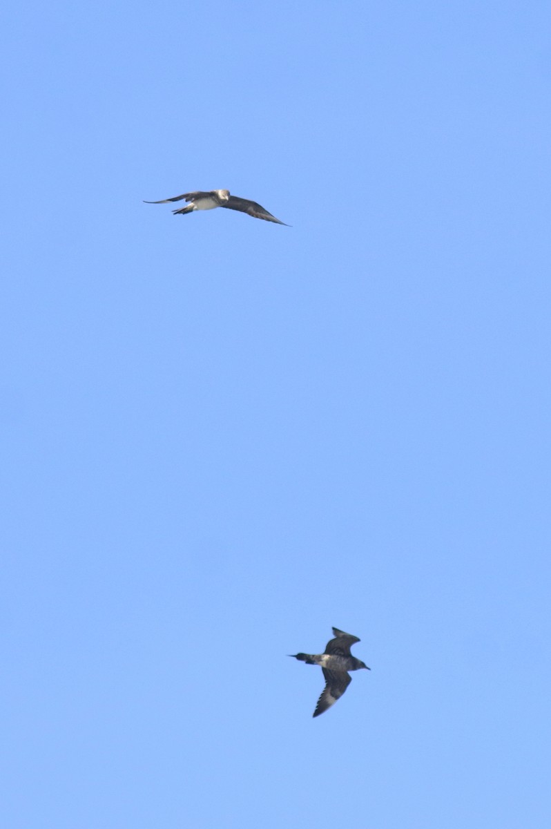 Págalo Parásito - ML646350226