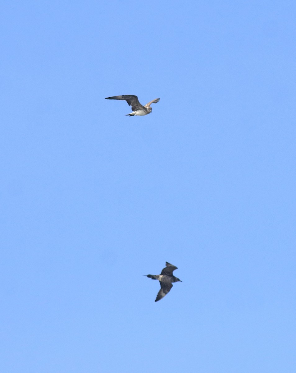 Págalo Parásito - ML646350228