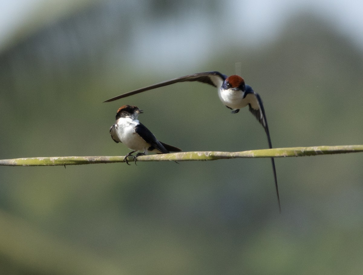 Wire-tailed Swallow - ML646350229