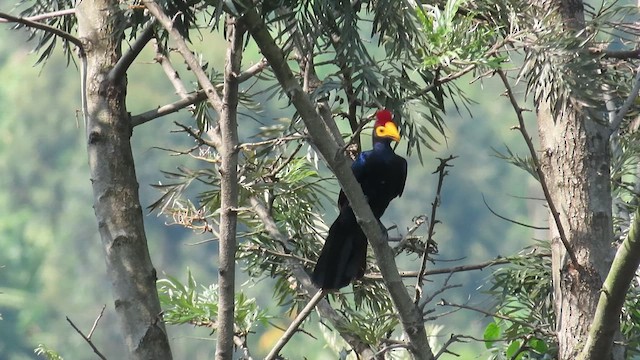 turako rudokorunkatý - ML646350230