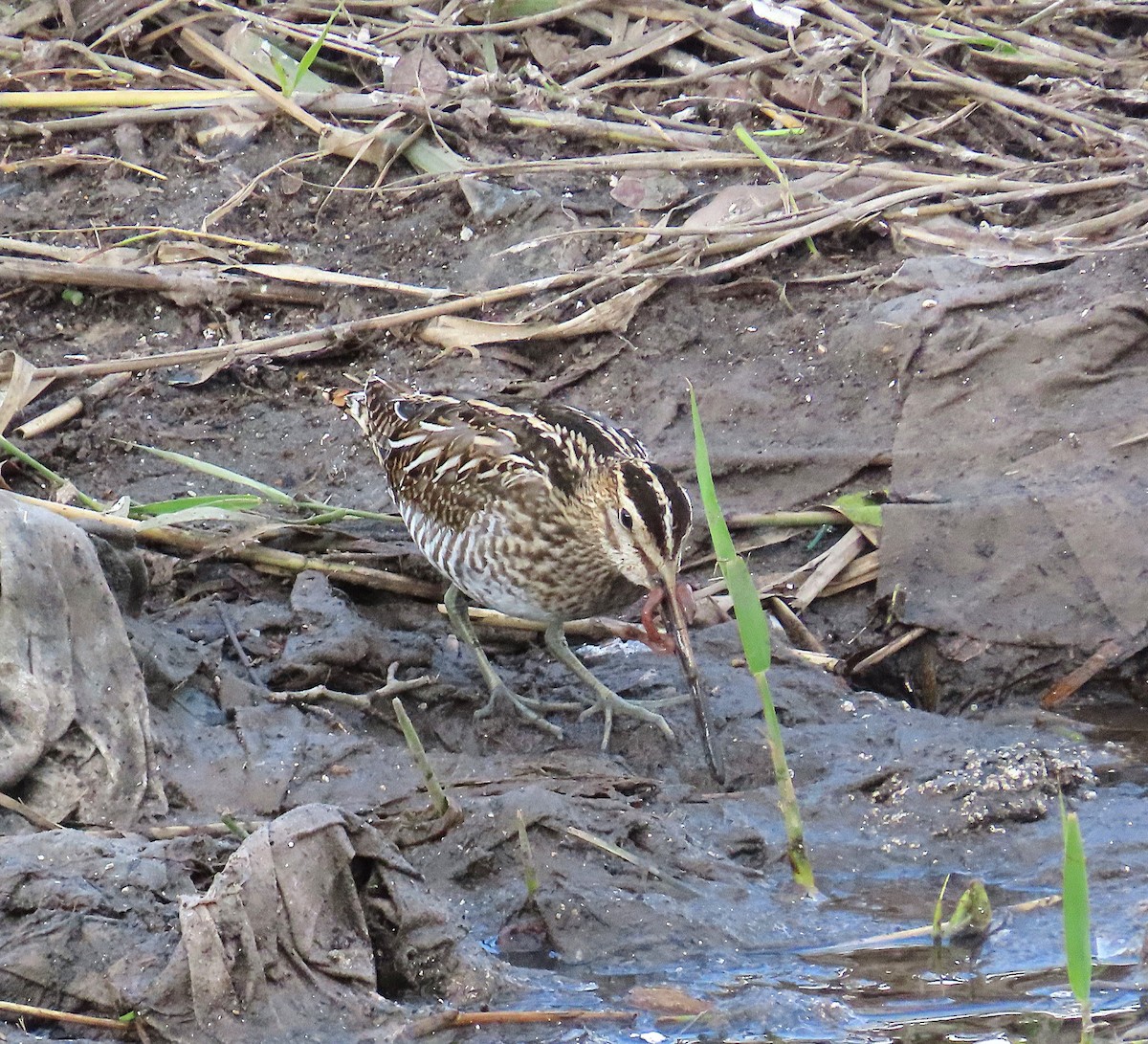 Common Snipe - ML646350231